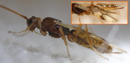 Hormius moniliatus